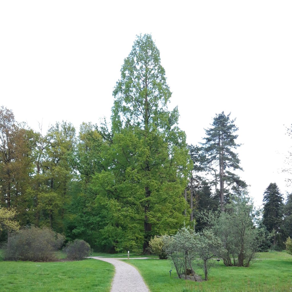 20190509 Metasequoia glyptostroboides Watercipres vkArboretum de Lutte