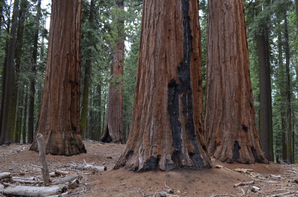 Mariposa Grove Yosemity Sequoiadendron giganteum giant sequoia mammoetboom small