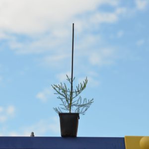 Jonge sequoia's uit eigen tuin | te koop