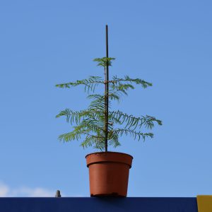 Metasequoia glyptostroboides Dawn redwood Watercipres